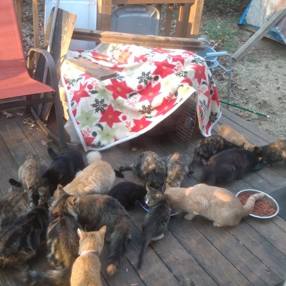 ๐๐๐CHEROKEE'S FERAL HAVEN๐๐๐ - Picture 13 of 14